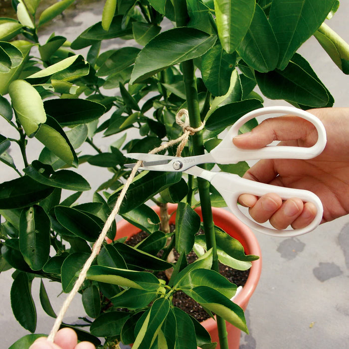 Cutlery Steel Scissors by Ars Corporation Premium High Carbon for Precision Cutting-Kiichin - The #1 Place for Japanese Goods in Your Hand!