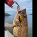 Daiwa Blade Jig 16G Pink Sardine Teardrop Spin-Kiichin - The #1 Place for Japanese Goods in Your Hand!