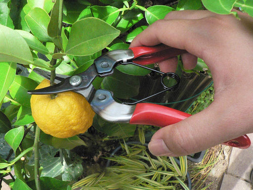 Ars Corporation Fruit Picking Shears 310 (Boxed)-Kiichin - The #1 Place for Japanese Goods in Your Hand!